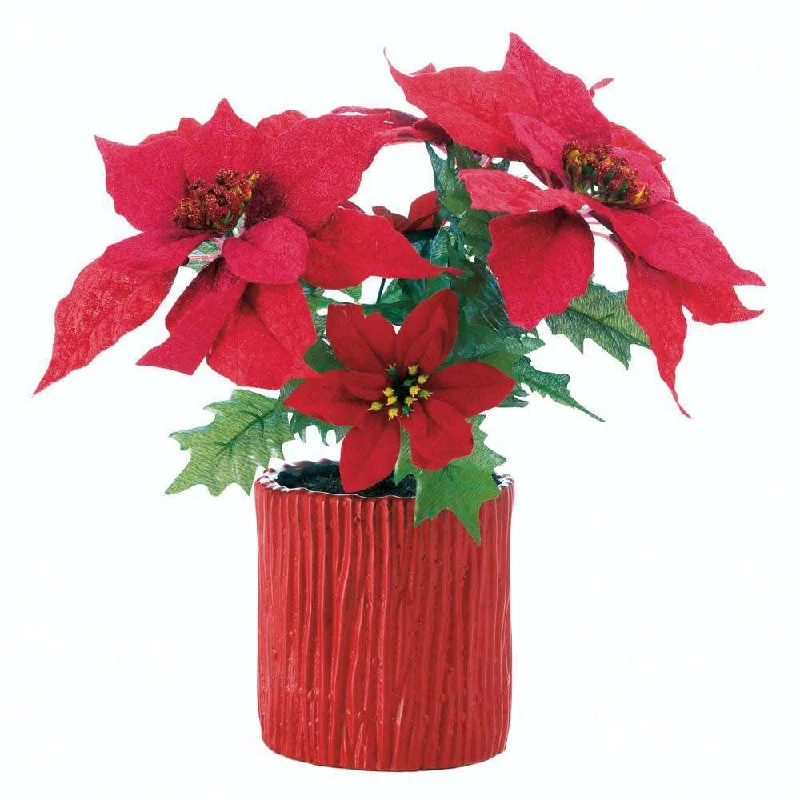 Everlasting Poinsettia Plant