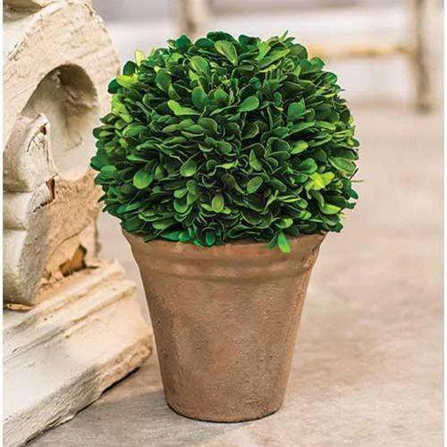 Potted Boxwood Ball, 9.5"